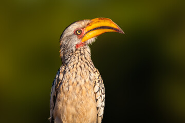 Fototapeta premium Portrait of a Southern Yellow-billed Hornbill (Tockus leucomelas)