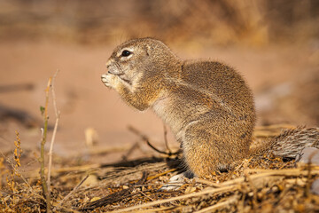 Portrait of a foraging Cape Ground Squirrel (Xerus inauris)