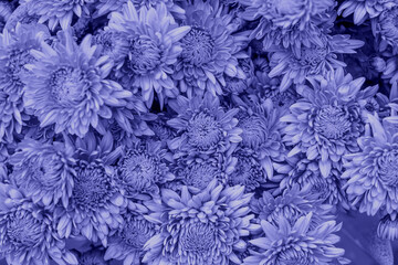 Violet chrysanthemum flower background