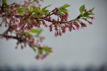 すっかり花の散ってしまって葉桜になりかけた桜の木に降る雨