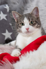 Cute cat with santa hat