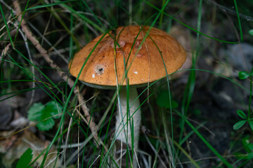mushroom in the forest