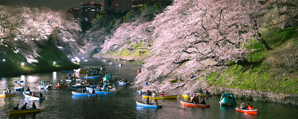 Visitors enjoying lit up cherry blossoms from rowing boats on Chidorigafuchi Moat in...