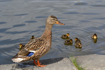 mallard duck looks after ducklings