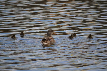Mallard duck looks after ducklings
