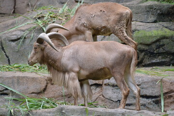 Ammotragus lervia, The Barbary sheep, also known as aoudad is a species of caprid which live in the rocky mountain.