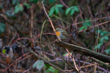 European robin sits on a branch in winter