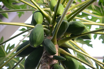 温室で育てられていた、まだ青いトロピカルフルーツ