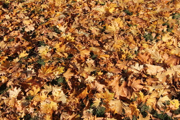 Autumn dry fallen yellow maple leaves on the ground at october background texture