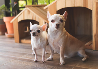 two different size  short hair  Chihuahua dogs sitting in front of two wooden dog's houses in balcony with  house plant pots.