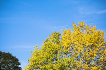 Fototapeta na wymiar 青空をバックに黄色く色づいたイチョウの葉 