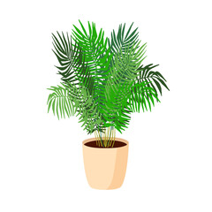 Room plant in a bowl in a flat style. Palm. Vector image is highlighted on a white background. For room design and decoration. Senecio rowleyanus
