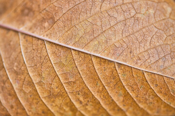 Dry leaf texture and nature background. Surface of brown leaves material. Abstract artistic natural autumn macro, plant closeup with soft orange and yellow colors