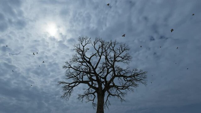 Birds flying on top of a deciduous tree, early morning and sun in the clouds