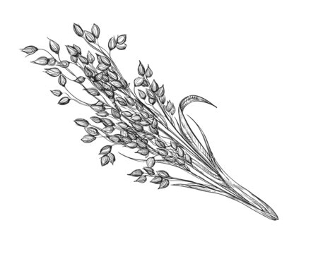 Hand drawn sketch black and white set of millet, grain, leaf. Vector illustration. Elements in graphic style label, card, sticker, menu, package. Engraved style illustration.