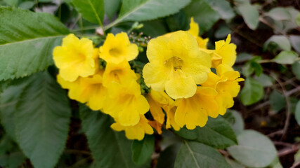 Naklejka na ściany i meble Beautiful blossoming yellow flowers, close up view