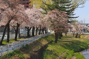 日本でよく河川敷にある公園で見られる春に咲くの咲く風景。