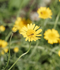 Sphaerophoria scripta ou Syrphe porte-plume mâle, corps noir et jaune étroit et allongé, thorax brun foncé, tête globuleuse, tâches au bout de l'abdomen, scutellum jaune citron, pattes jaunes