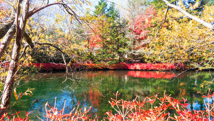 The autumn leaves of Karuizawa Cloud Field Pond, Japan