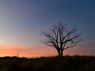 Fototapeta na wymiar A Lone Tree at sunset in Jurong Lake Gardens