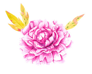 Watercolor peony flower with leaves 4