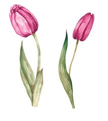 Watercolor burgundy isolated tulips 18