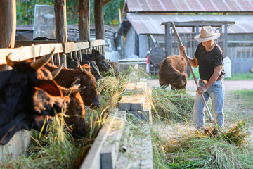 Agriculture industry, rural farming, Asian male farmer or farmer feeding cow hay Concept : Animal...