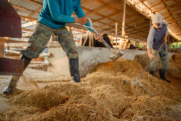 Male farmer, cowherd preparing food for cows Concept: Raising animals or farmer raising cows in cows at farm - obrazy, fototapety, plakaty