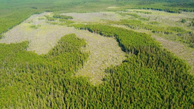 Aerial view of wooded area, bald patch of fallen trees in swamped or arid place. Forest panorama, landscape taken by drone. Deforestation, extraction of timber, restoration, protection of environment