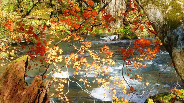 Oirase Stream (Oirase Keiryū) is a picturesque mountain stream in Aomori Prefecture that is one of Japan's most famous and popular autumn colors destinations