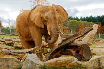 Elephant qui casse un gros tronc d'arbre dans un zoo