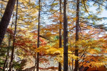 Fototapeta premium The autumn leaves of Karuizawa Cloud Field Pond, Japan