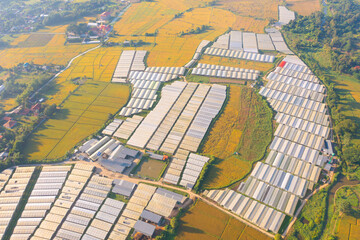 Fototapeta na wymiar Aerial top view of roof of garden plant industry farm in agriculture concept with paddy rice field. Hydroponic natural food. Crops. Nature landscape background.