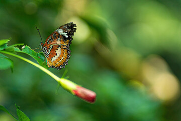 An orange coloured butterfly on a stalk. Blurred background