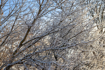 Deciduous tree covered with thick white snow