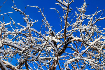 Deciduous tree covered with thick white snow