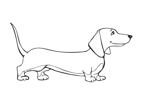 Dachshund, basset hound, beagle, pet. Silhouette of the cute dog in cartoon style. Vector illustration isolated on white background. Outline freehand drawn. Coloring page book