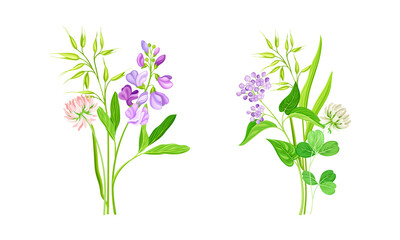 Set of blooming wildflowers and grrass set. Beautiful bouquets of meadow flowers, botanical natural floral design vector illustration
