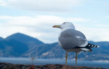A fun and expressive gull on a wall in Cannes
