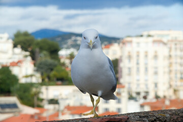 Obraz premium A fun and expressive gull walks on a wall towards the goal