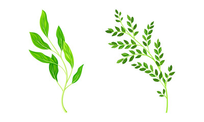 Set of summer meadow or garden plants set vector illustration