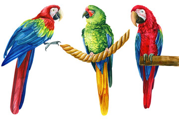 Set parrots, tropical birds, isolated white background, Hand painted watercolor illustration © Hanna