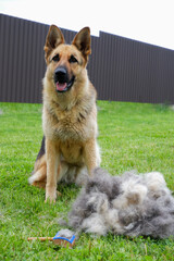 A German shepherd dog sits on a green lawn near a large pile of fur after grooming. Seasonal molting dogs. Portrait of a dog after combing