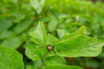 Pest beetle on green potato leaves. Colorado potato beetle. Leptinotarsa decemlineata