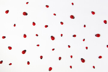 Toy ladybugs of different sizes on a white background