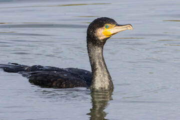 RETRATO DE CORMORAN GRANDE