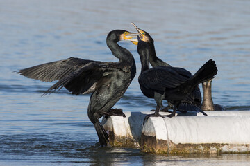 RETRATO DE CORMORAN GRANDE