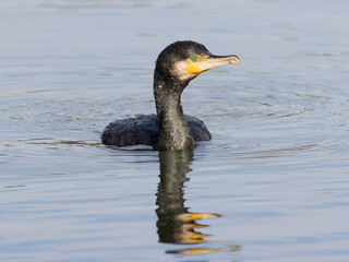 RETRATO DE CORMORAN GRANDE