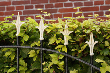 Fototapeta na wymiar A close-up of a cast iron fence and a Beech hedge 