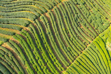 Aerial top view of green fresh tea or strawberry farm, agricultural plant fields in Asia. Rural area. Farm pattern texture. Nature landscape background. Chiang Mai, Thailand.